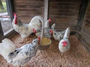 Bonte (exchequer) Leghorns in het hok