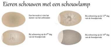Broedeieren schouwen met een schouwlamp om de ontwikkeling te controleren