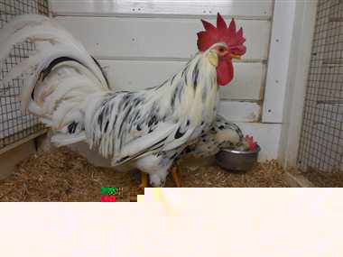 Bonte (exchequer) Leghorn haan