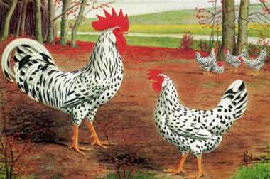 Portretfoto van een bonte (exchequer) Leghorn
