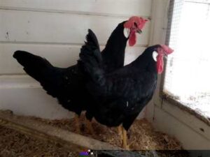 Zwarte Leghorn met gele benen